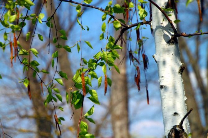 Birch has always been considered a talisman tree