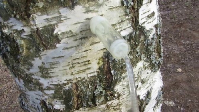 Birch sap is even extracted using a dropper
