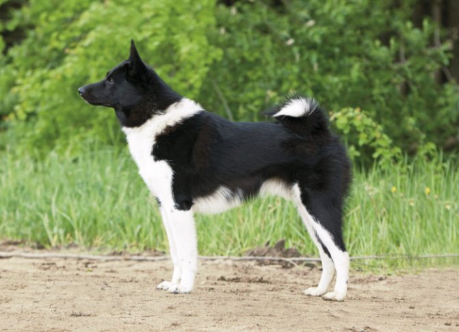 Черно-белая собака