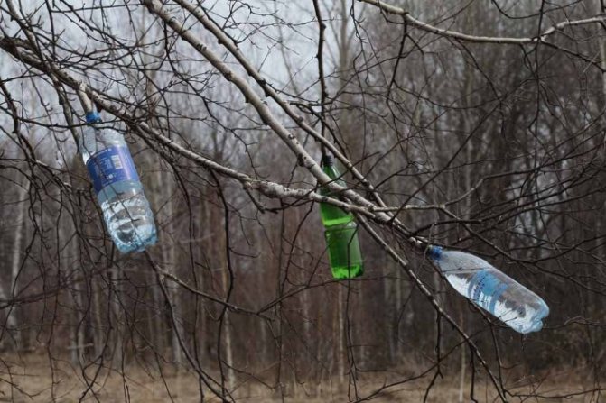 To collect birch sap safely for the tree, you can trim a low-growing tree branch and attach a bottle to it to allow the sap to drain.