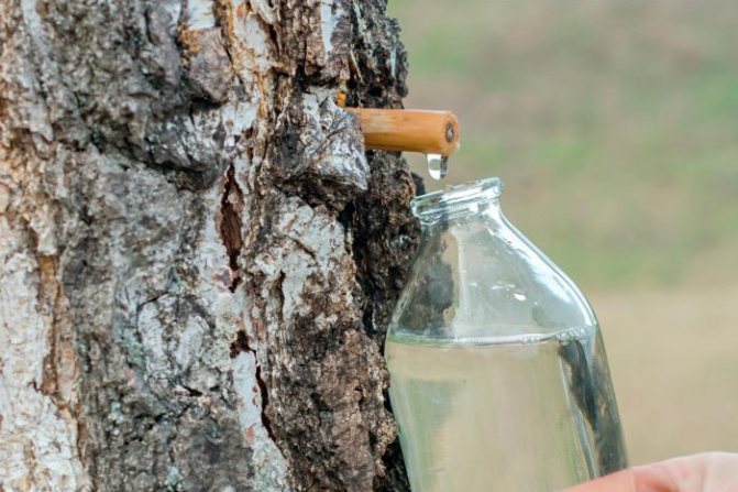 There are different ways to collect birch sap