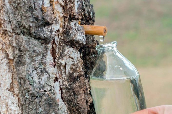There is an old method of collecting birch sap that is still used today