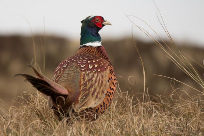 pheasant in the meadow