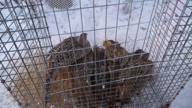 pheasants in a trap