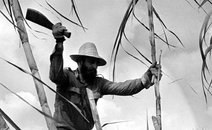Фидель Кастро при помощи мачете рубит тростник