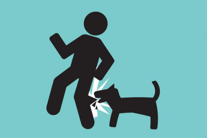 Как избежать укуса собаки