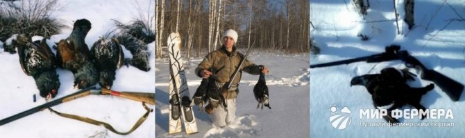 How to hunt grouse in winter
