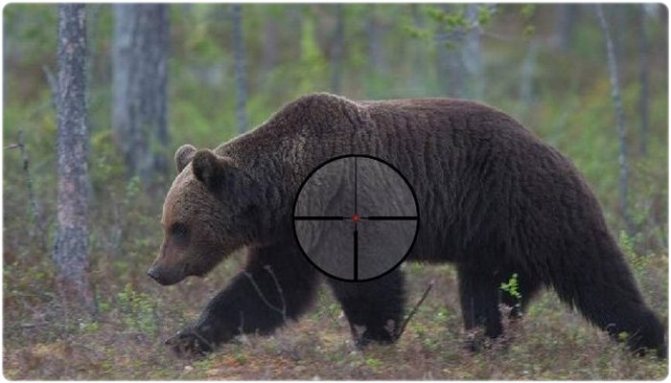 Как правильно стрелять по медведю
