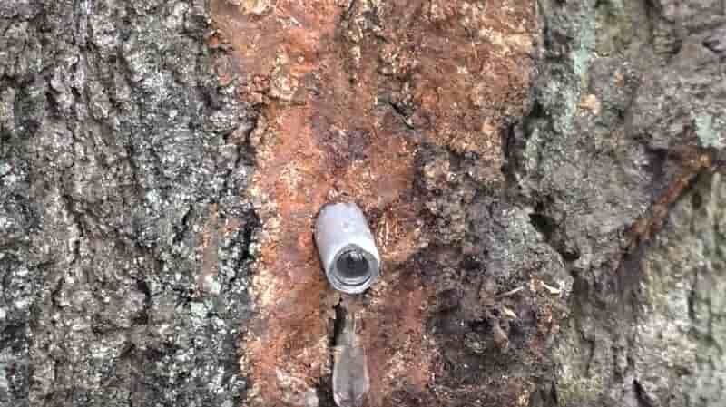 how to collect birch sap from a tree