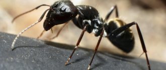 Как выглядят муравьи