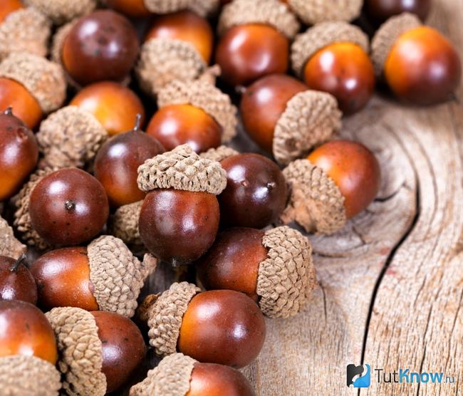 What do acorns look like?