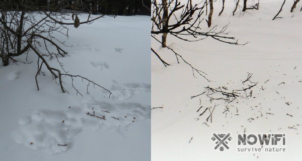 how to spot a hare in winter
