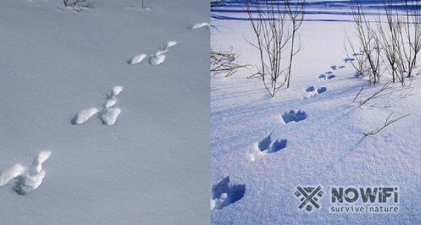 how to track a hare in winter