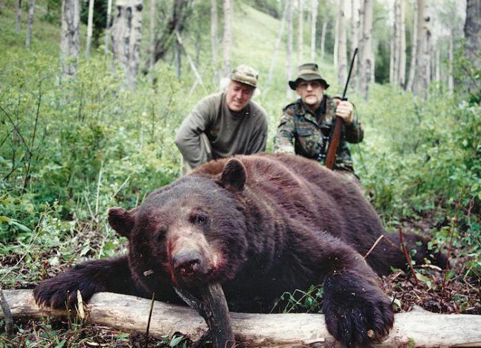 куда лучше стрелять в медведя убойные места