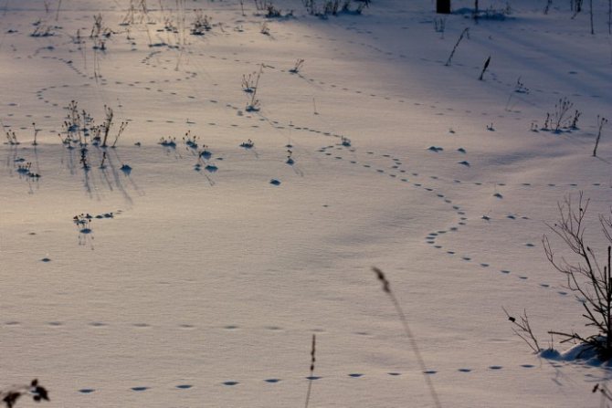 Лисьи следы на снегу