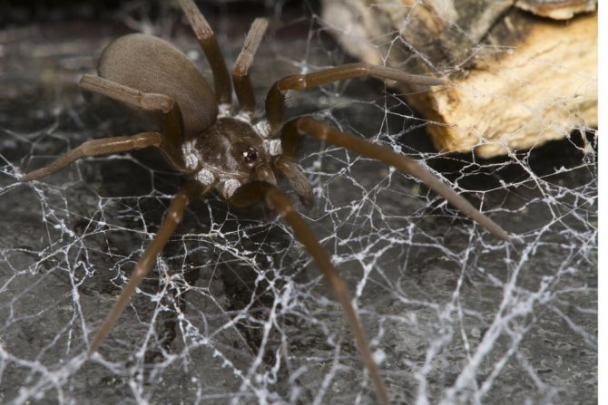 Loxosceles reclusa - смертельно ядовитый паук