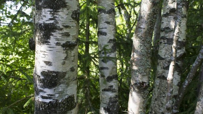 It’s better to help the birch recover