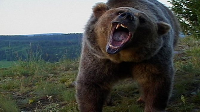 медведь нападает