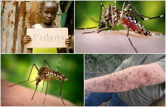 Москиты - переносчики лейшманиозов, бартонеллеза и малярии