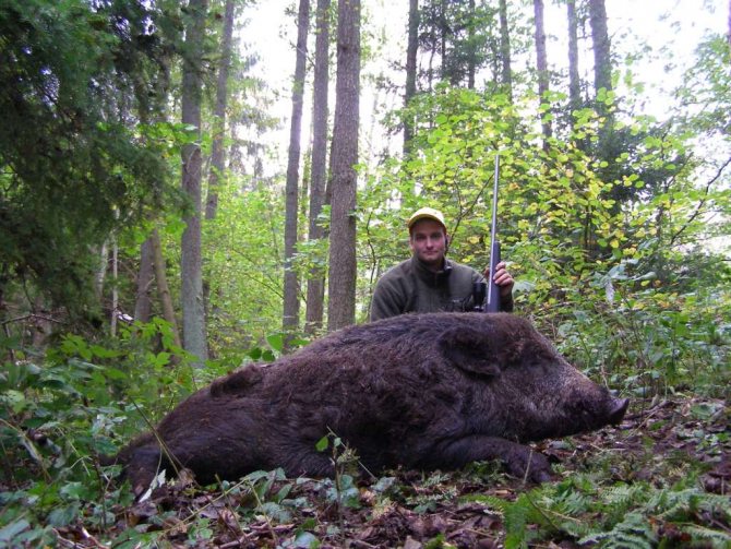 Boar hunting