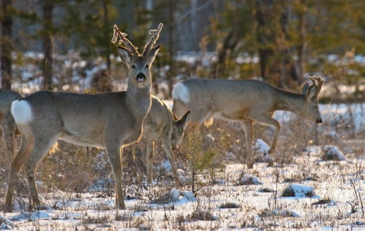 Roe deer hunting