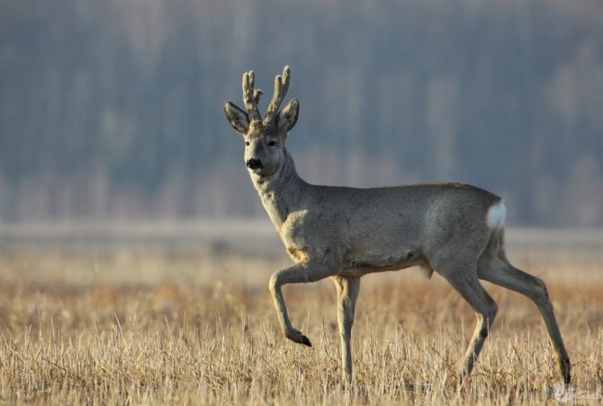 roe deer hunting