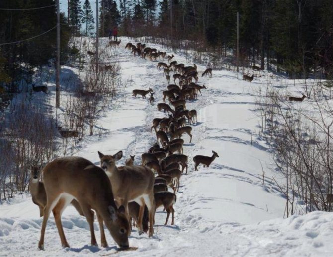 roe deer hunting