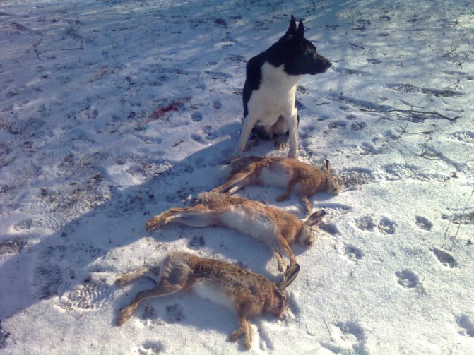 охота на зайца зимой