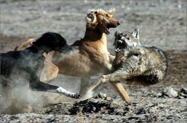 Охота с борзыми на волка