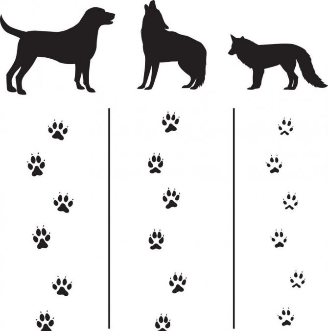 The difference between animal paw prints