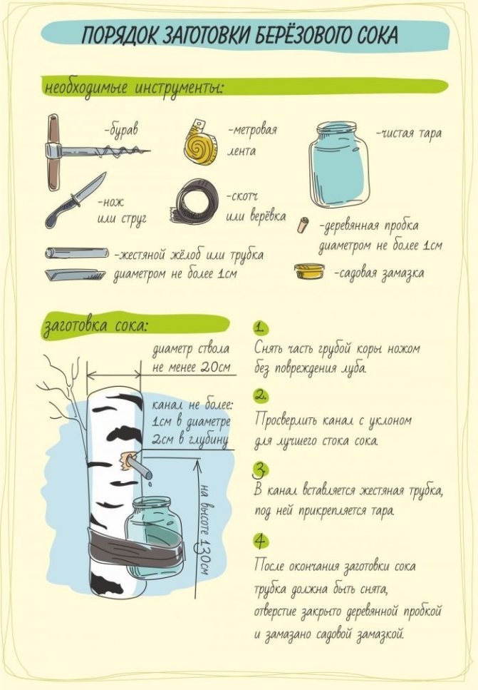 The procedure for collecting birch sap