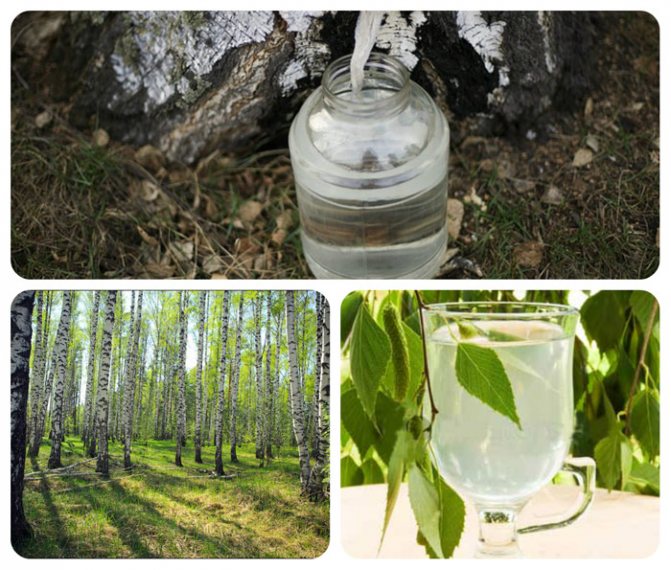 Rules for collecting birch sap