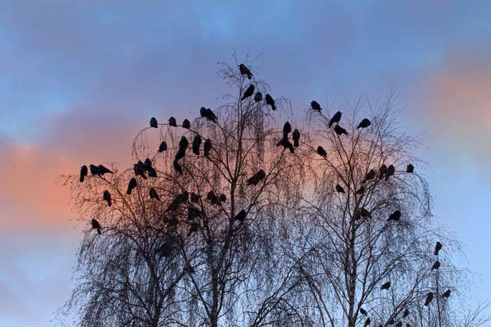 птицы на деревьях