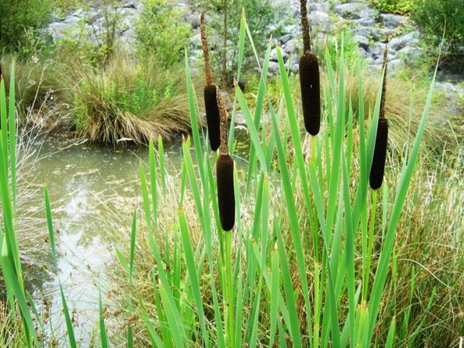 cattail plant on a pond