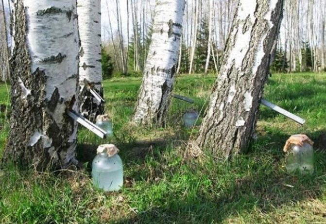 It is possible to get a huge amount of sap at one time, but then the tree will inevitably die