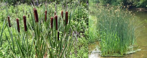 Cattail and reeds