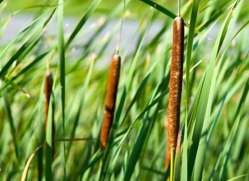 Cattail in the swamp