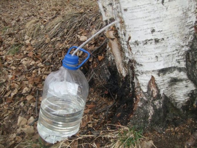 You can collect 1-3 liters of sap from one birch tree