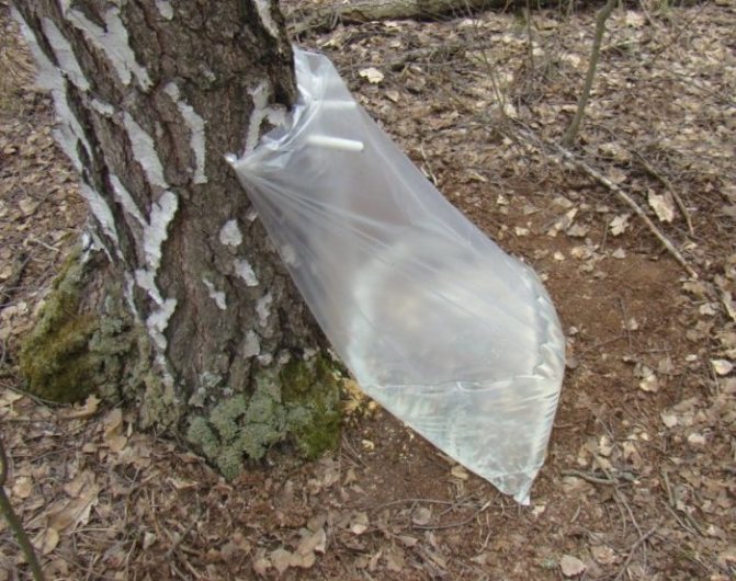 Collecting birch sap in a plastic bag