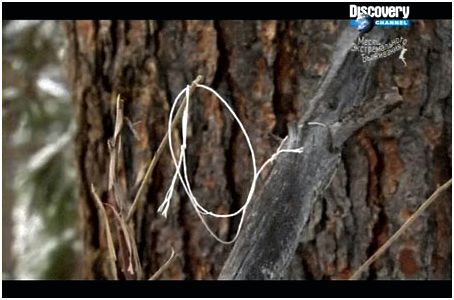 Snares and traps when hunting game