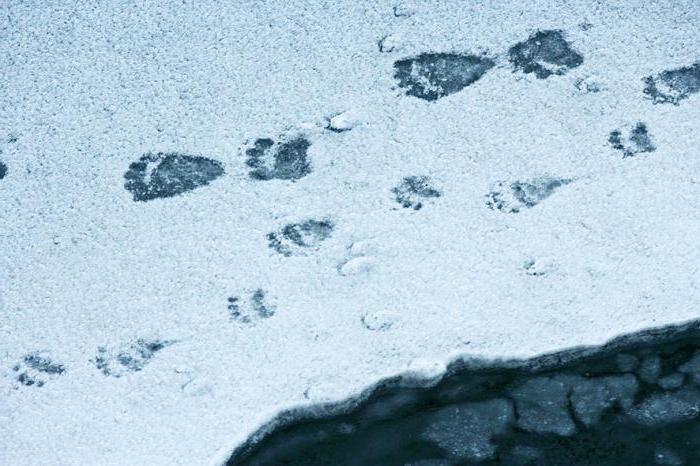 polar bear footprint
