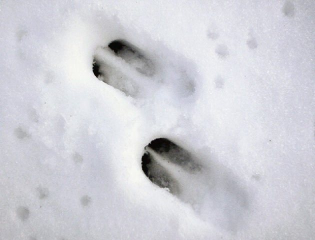 Roe deer tracks in winter