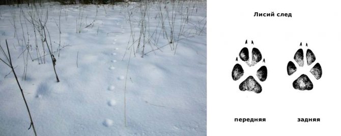 fox tracks in winter
