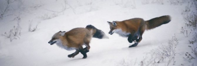 Fox tracks in the snow: photo