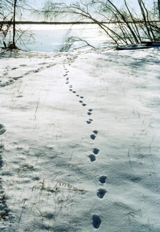 Fox tracks in the snow
