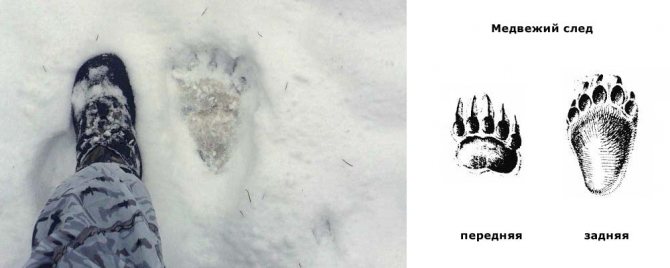 bear tracks in winter