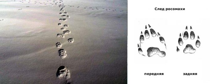 wolverine tracks in winter