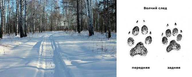 wolf tracks in winter