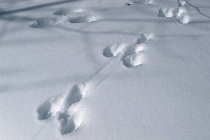 Hare tracks in the snow