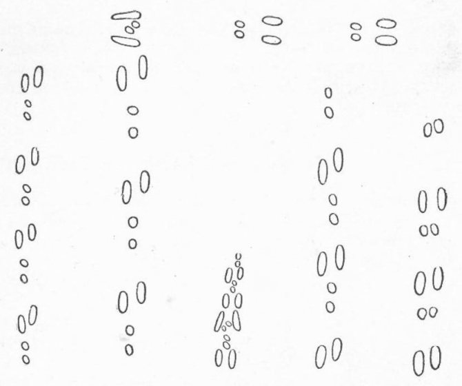 Слева направо: концевые следы, концевые следы со скидочными, жировые следы, гонные следы, гонные следы прыжками